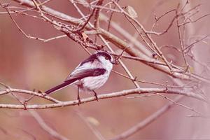 oiseau est petit oiseau très agréable photo