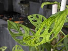 une proche en haut de monstera adansonii feuilles photo