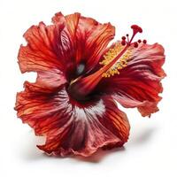 hibiscus fleur tête sur blanc arrière-plan, établi avec génératif ai photo