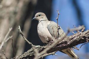 une Pigeon perché sur le branche dans ses Naturel habitat photo