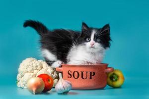 chaton avec des ingrédients de soupe fraîche