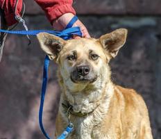 chien brun avec propriétaire photo