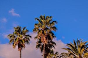 palmiers tropicaux photo