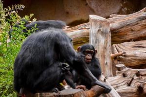 chimpanzés à le zoo photo