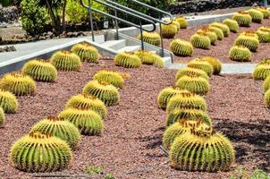 vert cactus plante photo