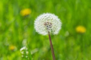 proche en haut de Blowball dans vert herbe photo