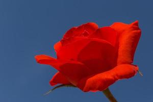 proche en haut de rouge Rose contre bleu ciel photo