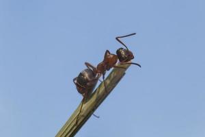 proche en haut de fourmi sur vert tige contre bleu ciel photo