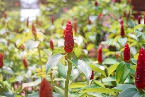 rouge Nous a coûté woodsonii fleurs. Nous a coûté spicatus ou à pointes spirale drapeau gingembre ou Indien tête gingembre est une espèce de herbacé plante dans le costacées famille. épanouissement fleur et vert feuilles Contexte photo