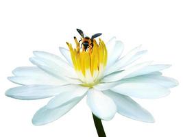 isolé une abeille succion nectar de blanc lotus avec Jaune pollen, blanc Contexte avec coupure chemin, élément, tropical fleurs, macro photo, coupé photo