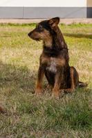 vieux chien posant et se reposant sur l'herbe en gros plan photo