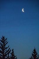 lune sur la cime des arbres