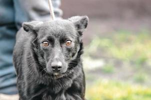 chien marchant en laisse photo