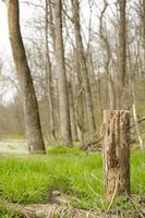 la magie printemps forêt dans Ukraine photo