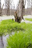 la magie printemps forêt dans Ukraine photo