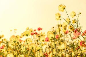 fleurs de cosmos roses en fleurs photo