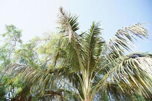 vert grand paume arbre croissance dans le tropiques photo