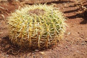 curieuse gros vert original cactus croissance dans le jardin proche en haut photo