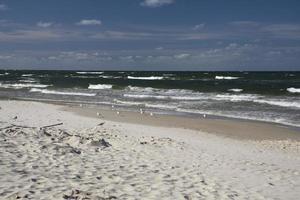 calme mer paysage sur le plage de le baltique mer dans Pologne avec mouettes sur une ensoleillé journée photo