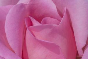 proche en haut de rose Rose fleur photo