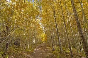 en marchant par une bosquet de aspen dans le tomber photo