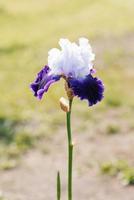 magnifique lilas violet iris fleur fleurit dans été dans le jardin photo