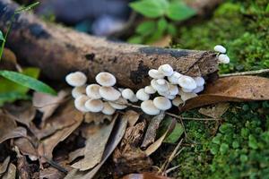 matin blanc la nature sentier, champignons sur cannelle tronc, mahe les Seychelles 1 photo