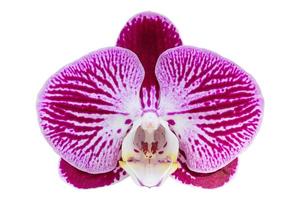 fleur d'orchidée phalaenopsis violet isolé sur blanc avec un tracé de détourage photo