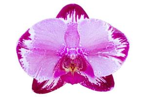 fleur d'orchidée phalaenopsis violet isolé sur blanc avec un tracé de détourage photo