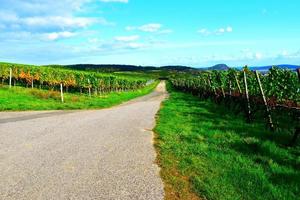 route par coloré l'automne vignobles photo