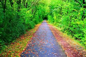 déchue feuilles sur une bicyclette route photo