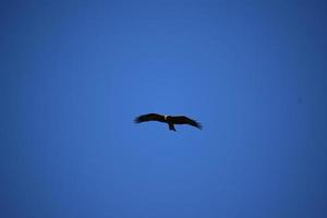 rouge cerf-volant tandis que chasse photo