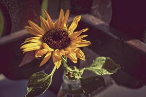 Jaune tournesol fleur dans fermer photo