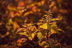 arbuste avec Jaune feuilles dans fermer sur une chaud l'automne journée dans le jardin photo