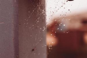 peu doux l'eau gouttes sur une araignée la toile sur un l'automne journée fermer en plein air photo