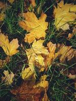 l'automne Contexte avec d'or érable feuilles sur vert herbe photo