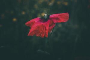 coquelicots croissance parmi vert herbe sur une été journée photo