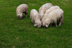 mouton pâturage sur une vert Prairie dans le polonais tatra montagnes sur une chaud été journée photo