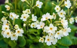 Anglais primevère fleurs dans le jardin photo