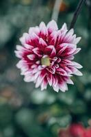 violet dahlia dans le jardin contre le Contexte de vert feuilles photo