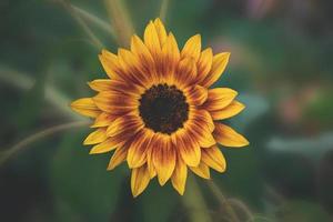 Jaune tournesol fleur dans le jardin sur vert feuillage Contexte photo