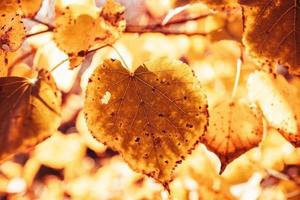 l d'or l'automne feuilles sur une arbre dans une parc en dessous de chaud octobre Soleil photo