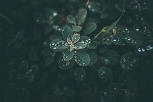 pluie gouttes dans fermer sur le feuilles de le plante photo