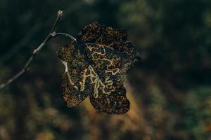 coloré l'automne feuilles sur une arbre fermer photo