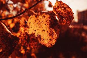 l d'or l'automne feuilles sur une arbre dans une parc en dessous de chaud octobre Soleil photo