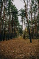 l'automne forêt paysage sur gris novembre journée photo