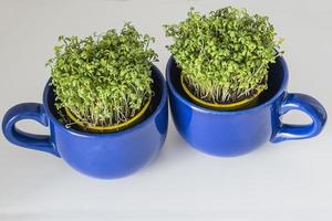 Accueil reproduction de vert cresson dans une foncé bleu tasse pour Pâques photo