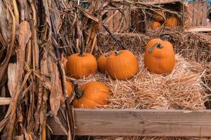 gros l'automne Orange citrouilles dans un Extérieur jardin photo