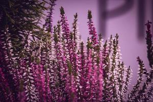 violet bruyère dans le l'automne jardin avec chaud ensoleillement photo