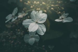 blanc petit fleur sur le buisson dans le jardin photo